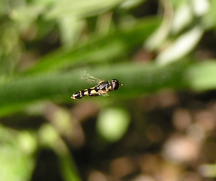 Thomisus onustus in volo (no. Misumena vatia)